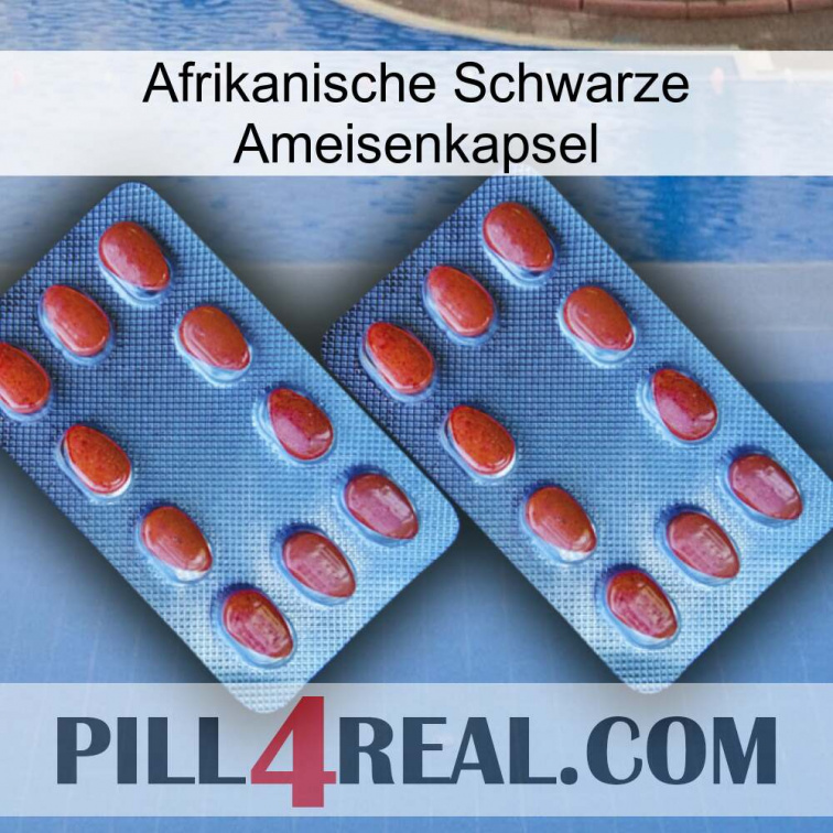 Africa Black Ant Capsule 05